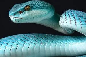 Snake