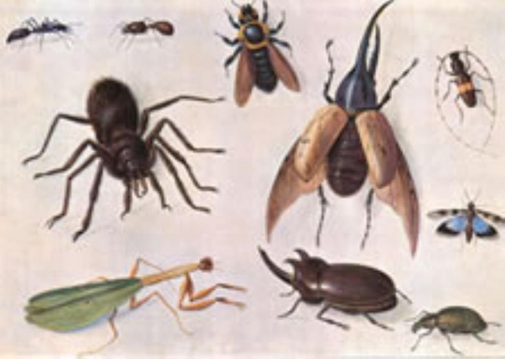 Indignant Insect The Day I Nearly Sacrificed My Life For Some Insects | sankofaonline.com