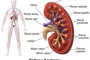 kidney
