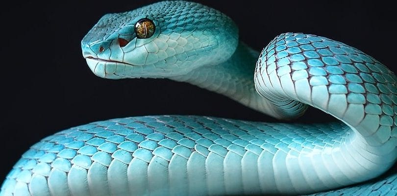 Snake